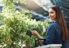 Ayurvedic Franchise Success Stories: Lessons for Aspiring Entrepreneurs