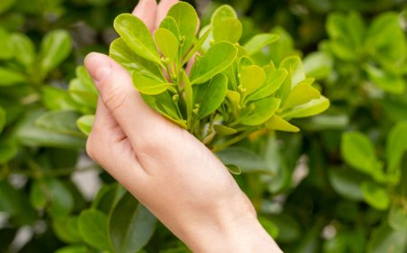 Embracing the Future of Ayurveda: The Role of North India Life Sciences Pvt. Ltd.